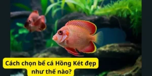 Cách chọn bể cá Hồng Két đẹp như thế nào?