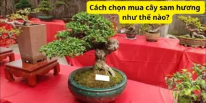 Cách chọn mua cây sam hương như thế nào?