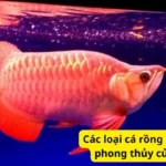 Các loại cá rồng mắt đỏ? Ý nghĩa phong thủy của loại cá này?