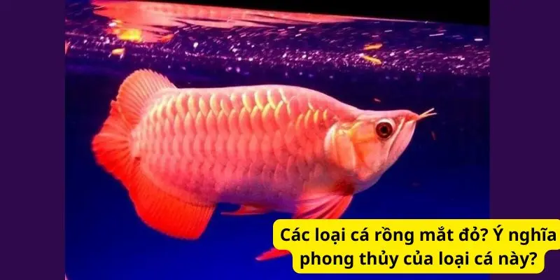 Các loại cá rồng mắt đỏ? Ý nghĩa phong thủy của loại cá này?