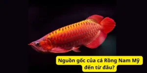 Nguồn gốc của cá Rồng Nam Mỹ đến từ đâu?