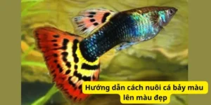 Hướng dẫn cách nuôi cá bảy màu lên màu đẹp