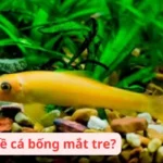 Tìm hiểu về cá bống mắt tre?