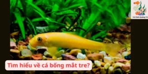 Tìm hiểu về cá bống mắt tre?