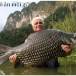 Cá hô ăn mồi gì?