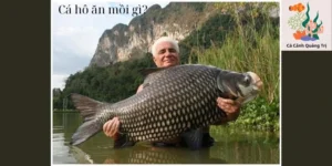 Cá hô ăn mồi gì?