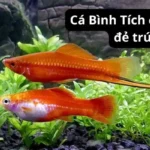 Cá Bình Tích đẻ con hay đẻ trứng?