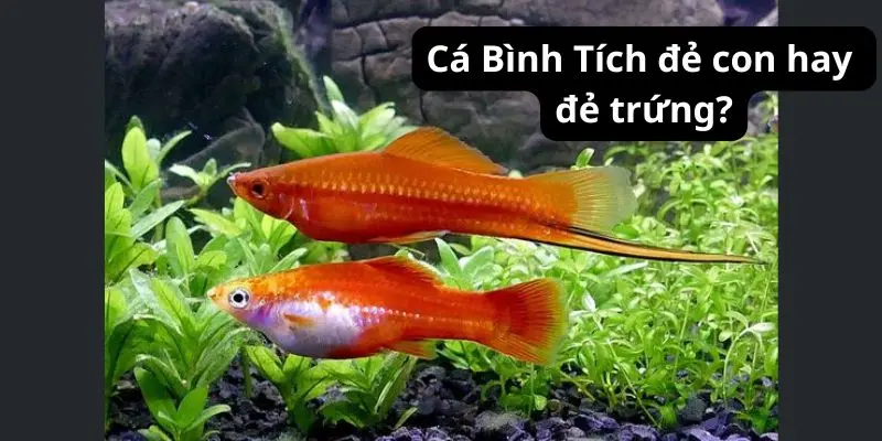 Cá Bình Tích đẻ con hay đẻ trứng?