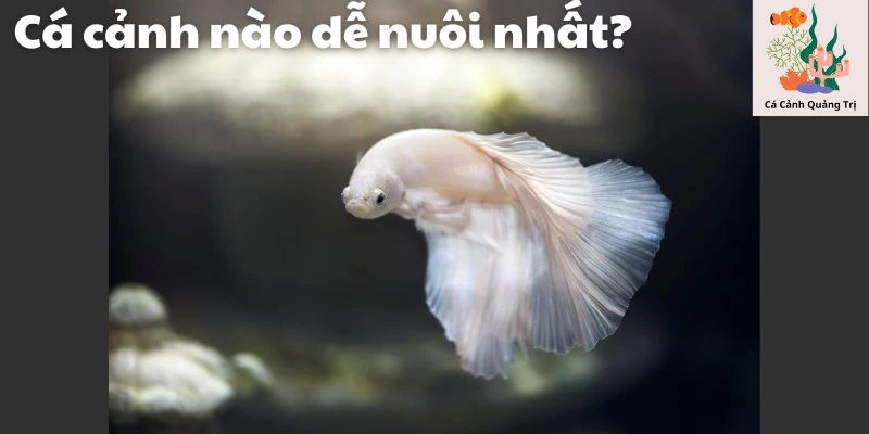 Cá cảnh nào dễ nuôi nhất?