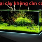 Các loại cây không cần co2?