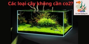 Các loại cây không cần co2?