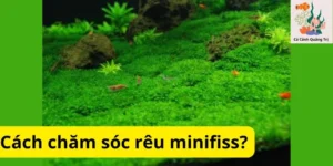 Cách chăm sóc rêu minifiss?