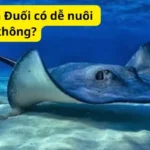 Cá giống cá Đuối có dễ nuôi không?