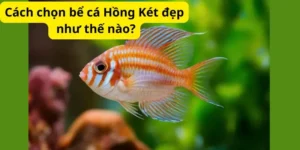 Cách chọn bể cá Hồng Két đẹp như thế nào?