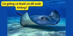 Cá giống cá Đuối có dễ nuôi không?