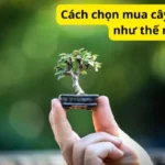 Cách chọn mua cây sam hương như thế nào?