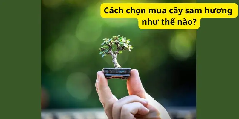 Cách chọn mua cây sam hương như thế nào?