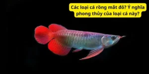 Các loại cá rồng mắt đỏ? Ý nghĩa phong thủy của loại cá này?