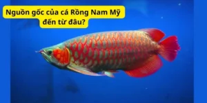 Nguồn gốc của cá Rồng Nam Mỹ đến từ đâu?