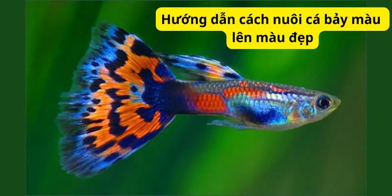 Hướng dẫn cách nuôi cá bảy màu lên màu đẹp