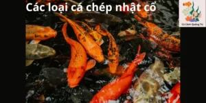 Các loại cá chép nhật cổ