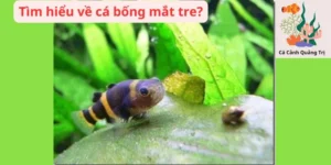 Tìm hiểu về cá bống mắt tre?