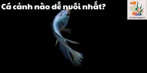 Cá cảnh nào dễ nuôi nhất ?