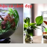 Cách chọn chậu cá cảnh đẹp