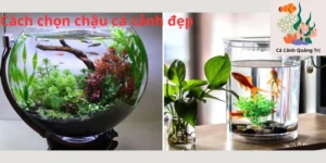 Cách chọn chậu cá cảnh đẹp