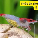 Thức ăn cho Tép thường là gì?