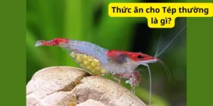 Thức ăn cho Tép thường là gì?