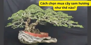 Cách chọn mua cây sam hương như thế nào?