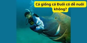 Cá giống cá Đuối có dễ nuôi không?