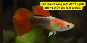 Các loại cá rồng mắt đỏ? Ý nghĩa phong thủy của loại cá này?