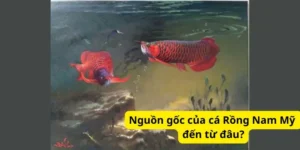 Nguồn gốc của cá Rồng Nam Mỹ đến từ đâu?