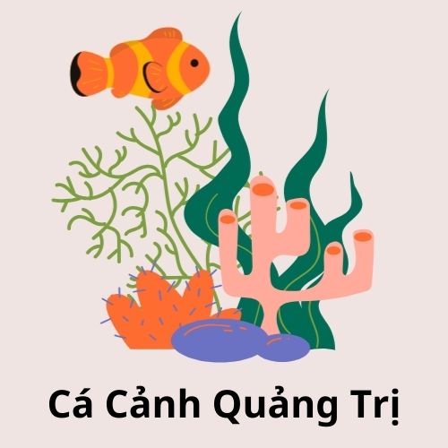 cacanhquangtri.com