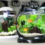 Bể Thủy Sinh Mini